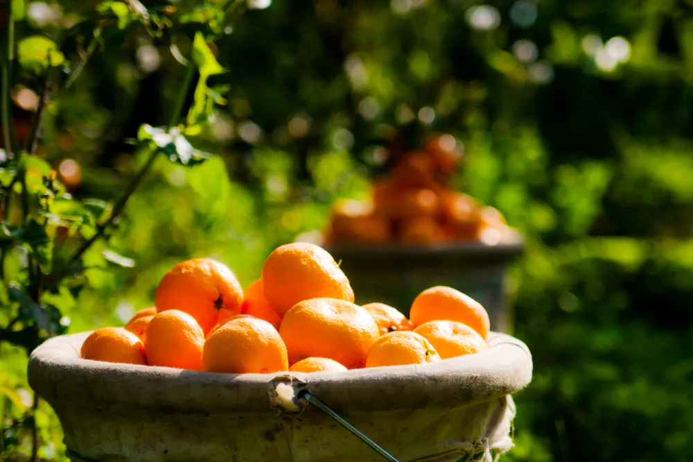 Satsuma mandalinanın ihracat yolculuğu 17 Ekim’de başlıyor 