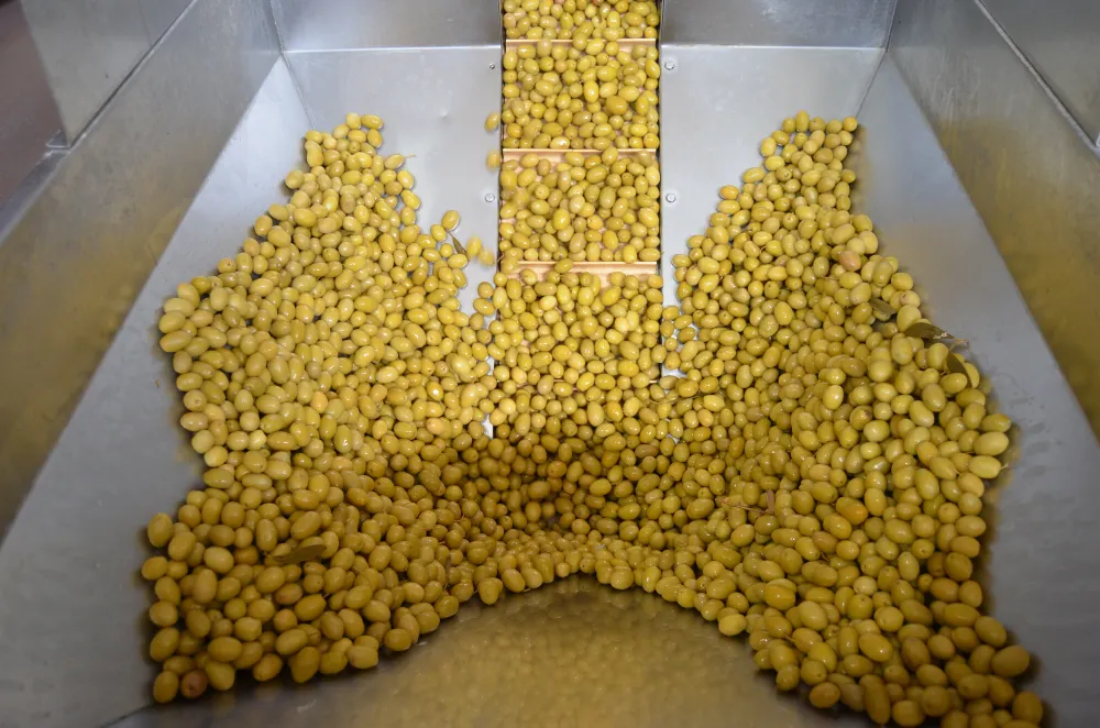 Sofralık zeytin ihracatı yeni sezona yüzde 13’lük artışla girdi 