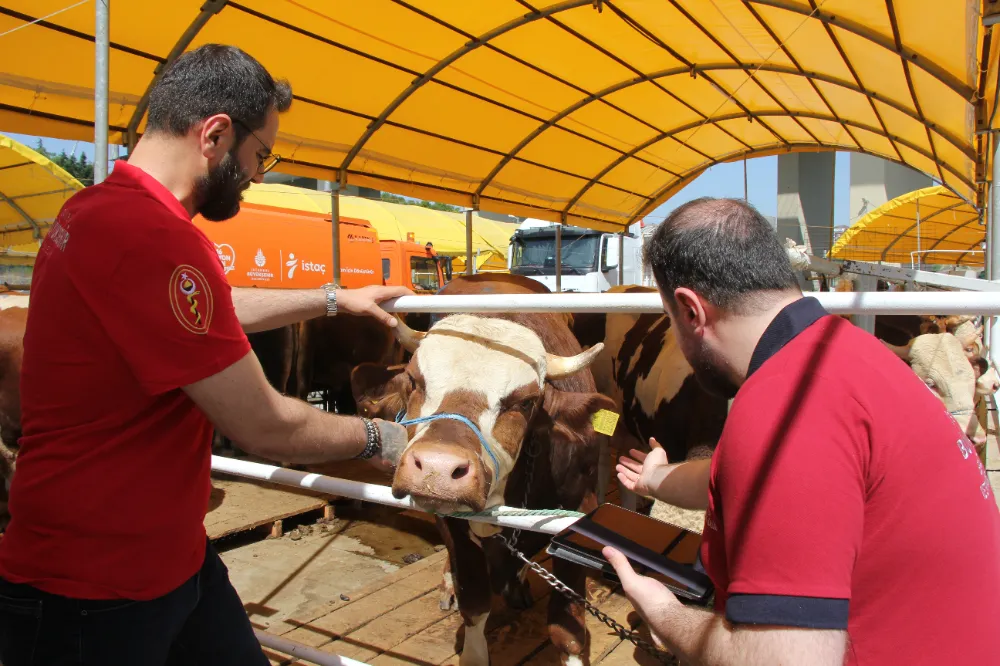 İSTANBUL’DA KURBANLIK DENETİMLERİ BAŞLADI 