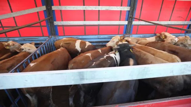 Doğu Anadolu