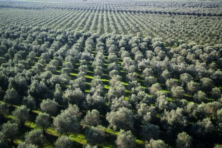 Enerji ve Maden Tekellerinin Yağmasını Durduralım